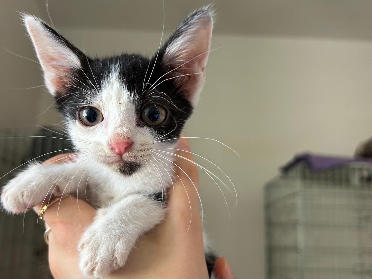 Adotta un gatto, maschio, 4 mesi, Teramo