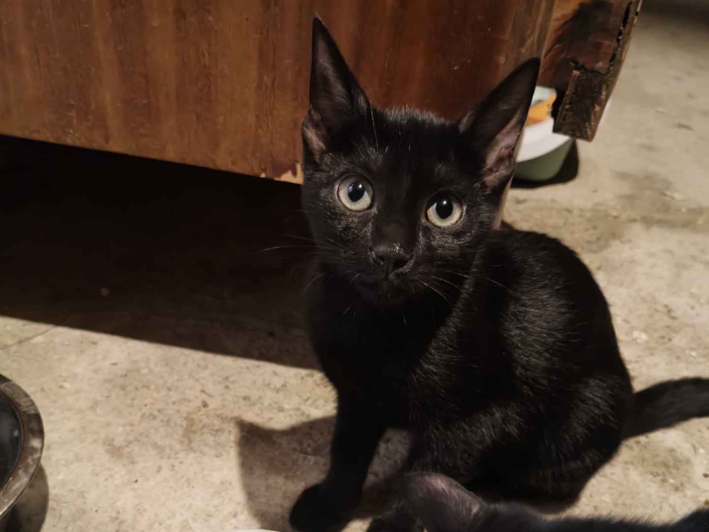 Adozione gatto, femmina, Razza sconosciuta Razza sconosciuta, 5 mesi, taglia non valida, Teramo
