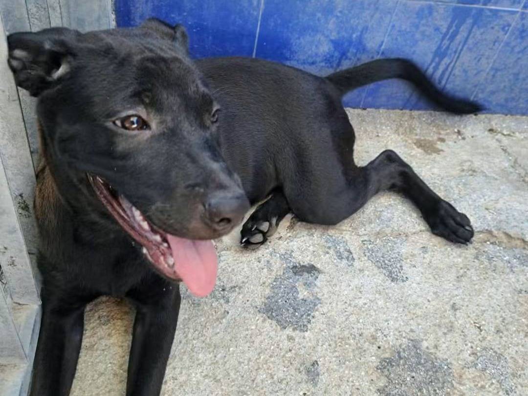 Adozione cane, femmina, Razza sconosciuta Razza sconosciuta, 5 mesi, taglia media, Bari