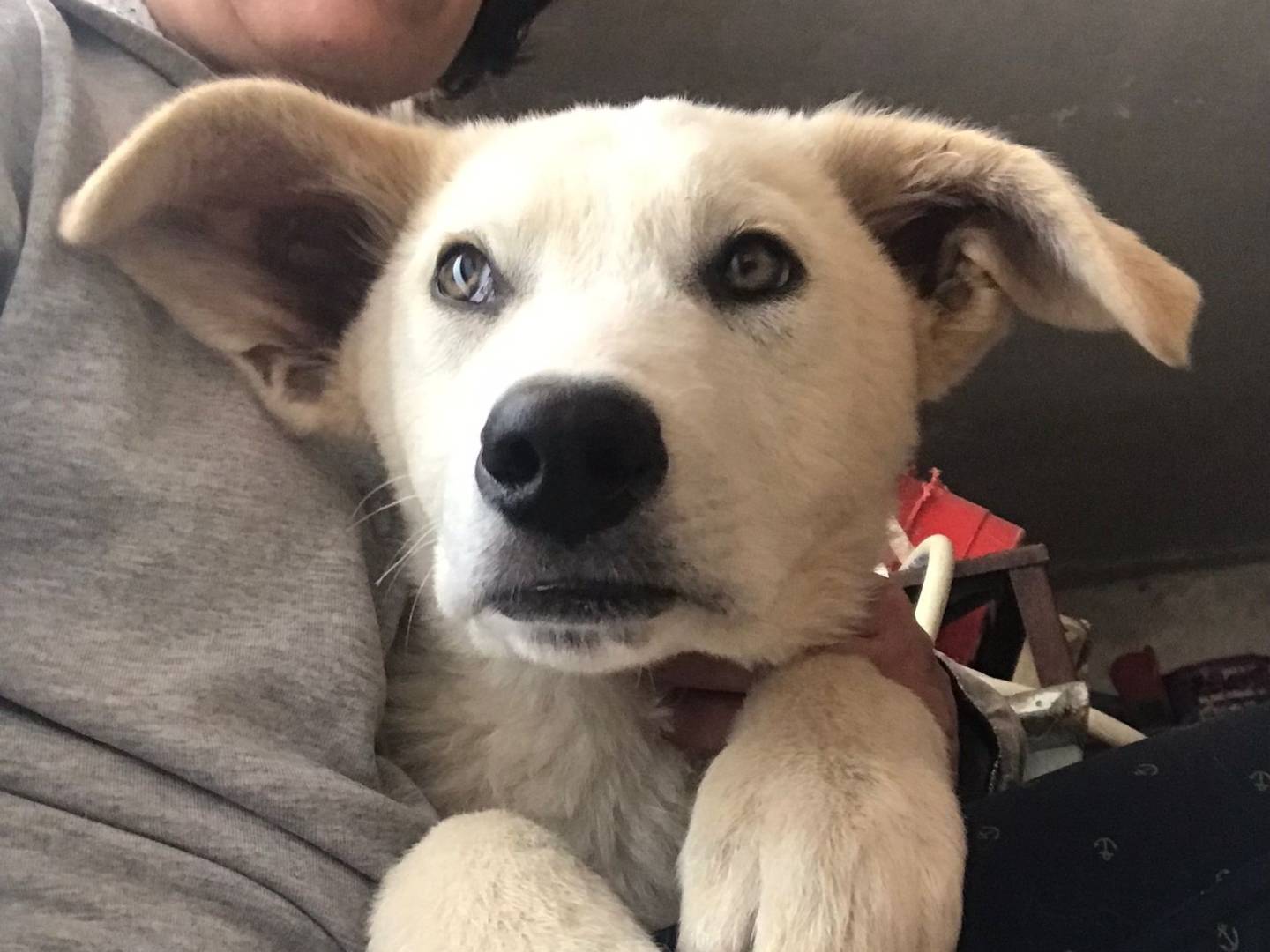 Adozione cane, maschio, Razza sconosciuta Razza sconosciuta, 4 anni e 8 mesi, taglia media, Monza