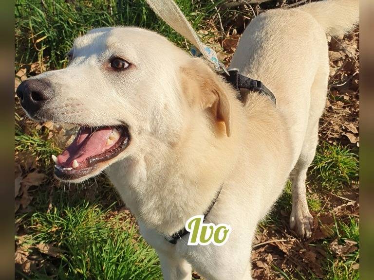 Adotta un cane, maschio, 4 anni e 8 mesi, Monza