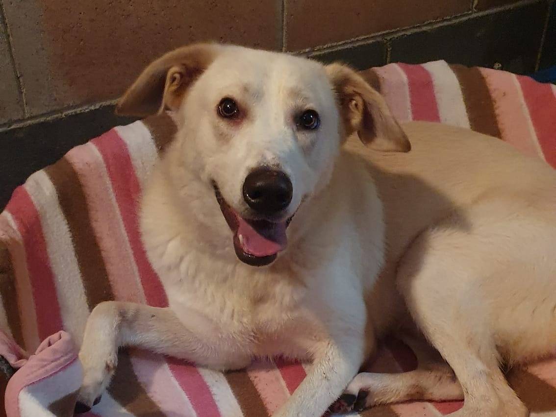 Adotta un cane, taglia media, maschio, Monza