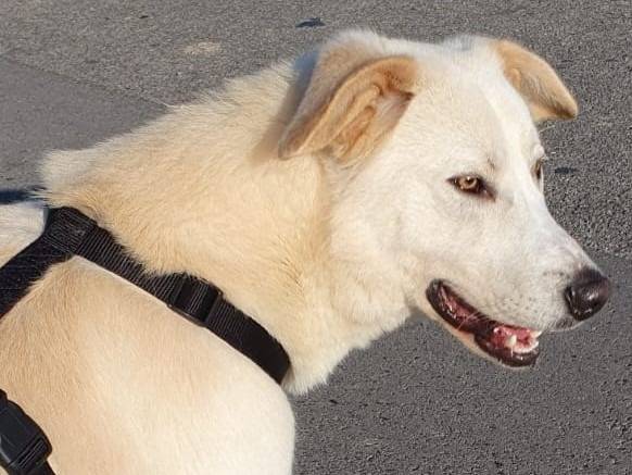 Vuoi adottare un cane a Monza?