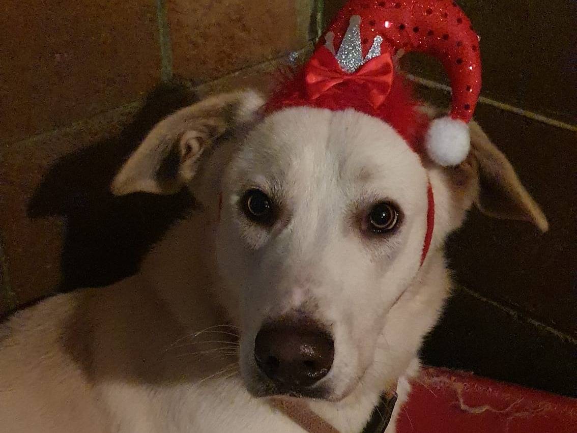 Adotta il cane IVOO a Monza