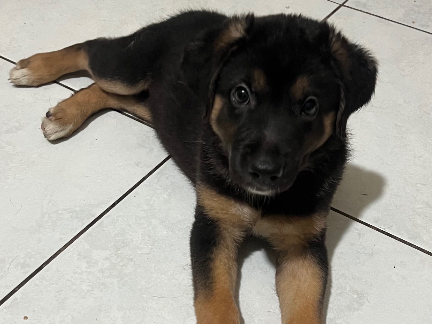 Adozione cane, femmina, Pastore tedesco Razza sconosciuta, 3 mesi, taglia grande, Catania