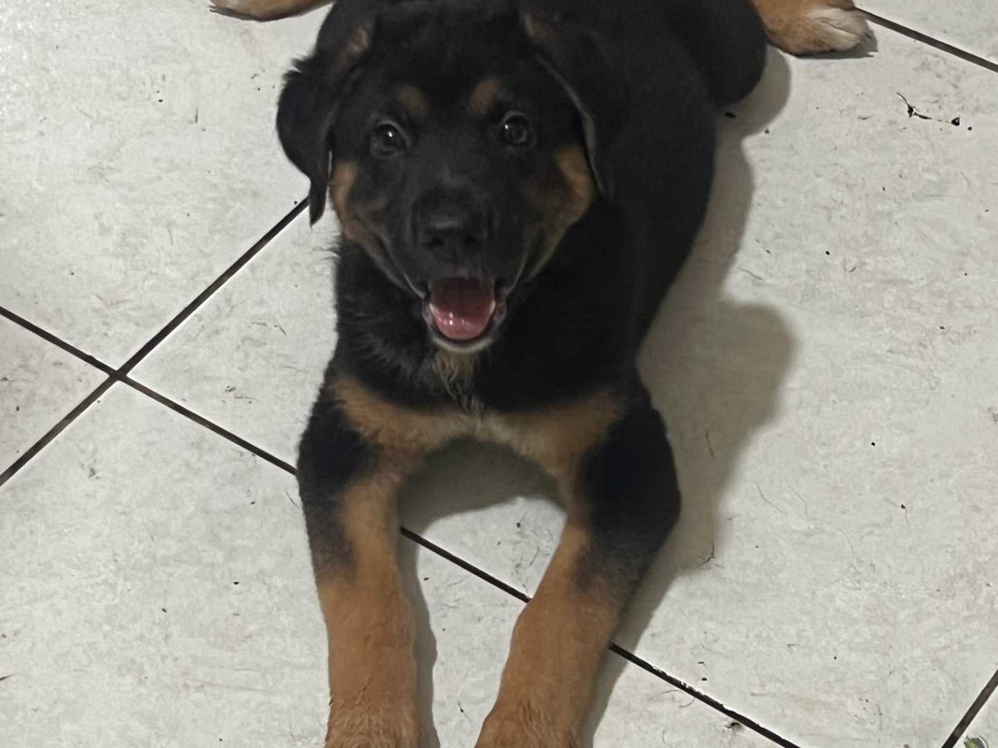 Adotta un cane, femmina, 3 mesi, Catania