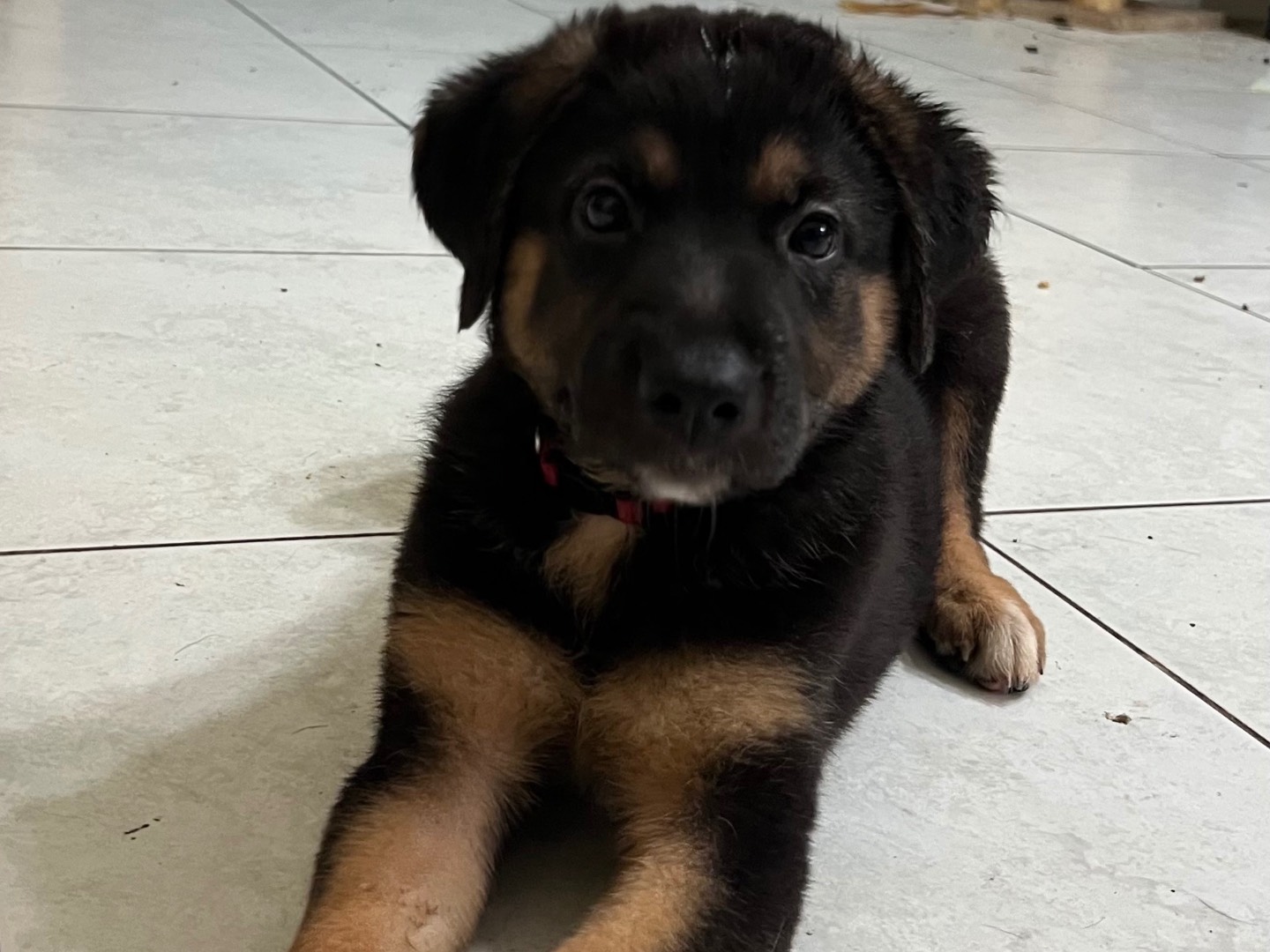 Adotta un cane, taglia grande, femmina, Catania