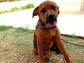 Foto 3 dell'animale