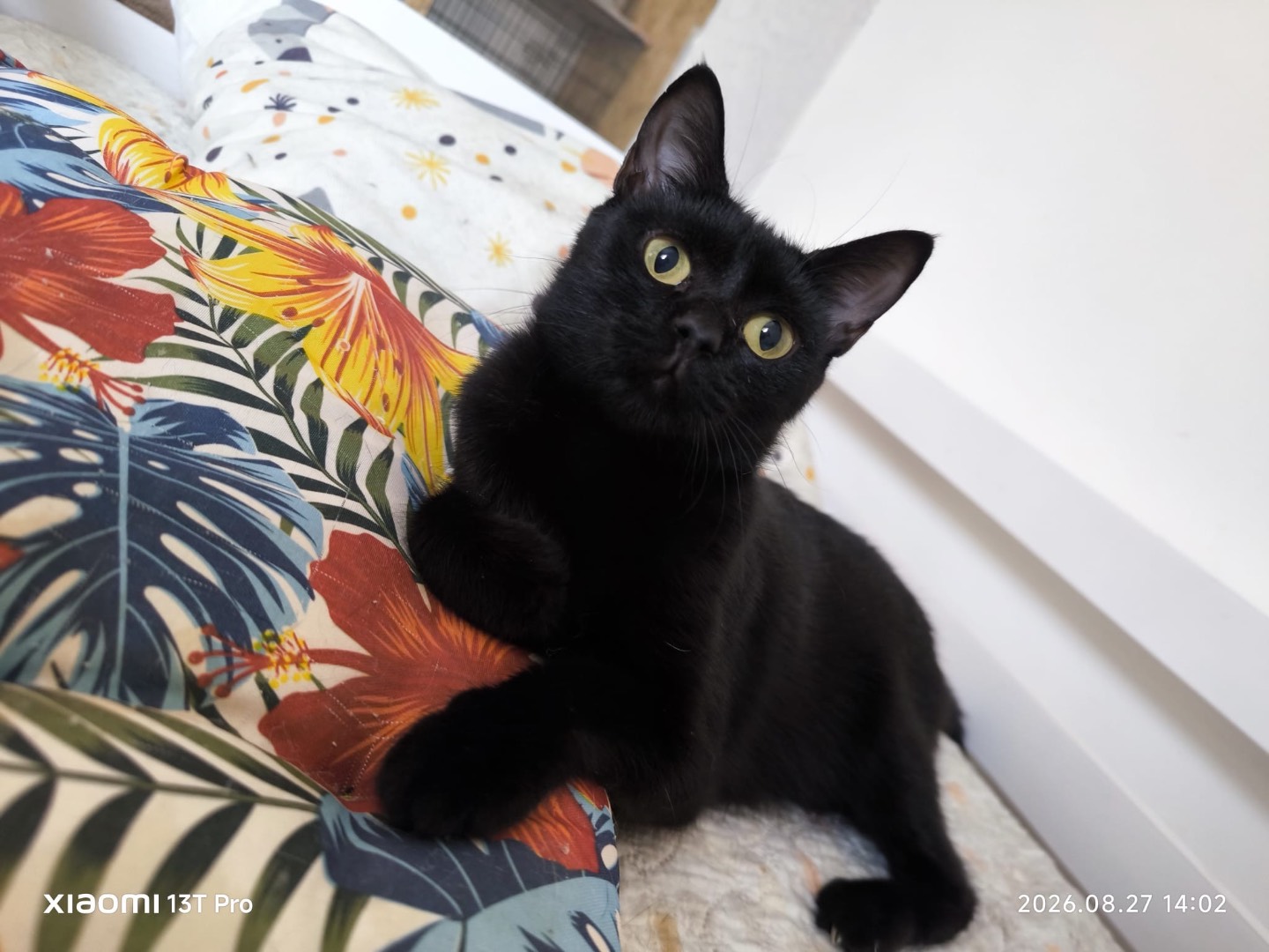 Adozione gatto, femmina, Razza sconosciuta Razza sconosciuta, 10 mesi, taglia non valida, Bari