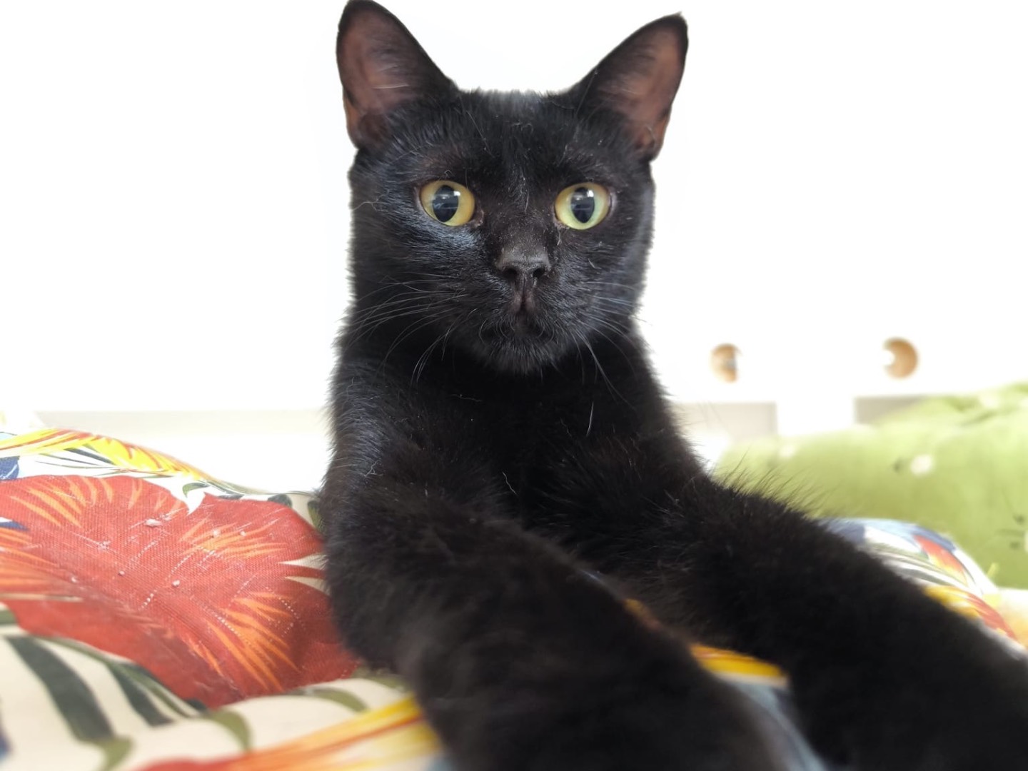 Adotta un gatto, femmina, 10 mesi, Bari