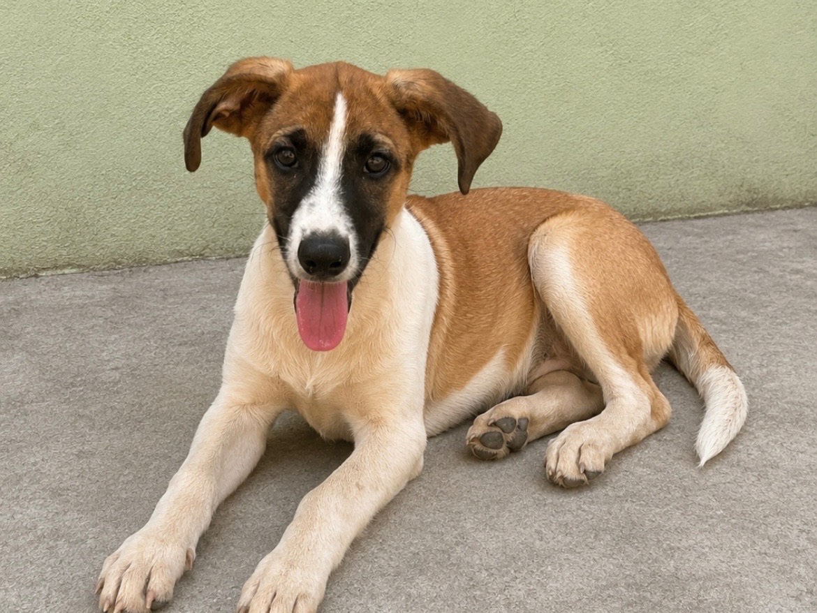 Adozione cane, maschio, Razza sconosciuta Razza sconosciuta, 5 mesi, taglia media, Sud