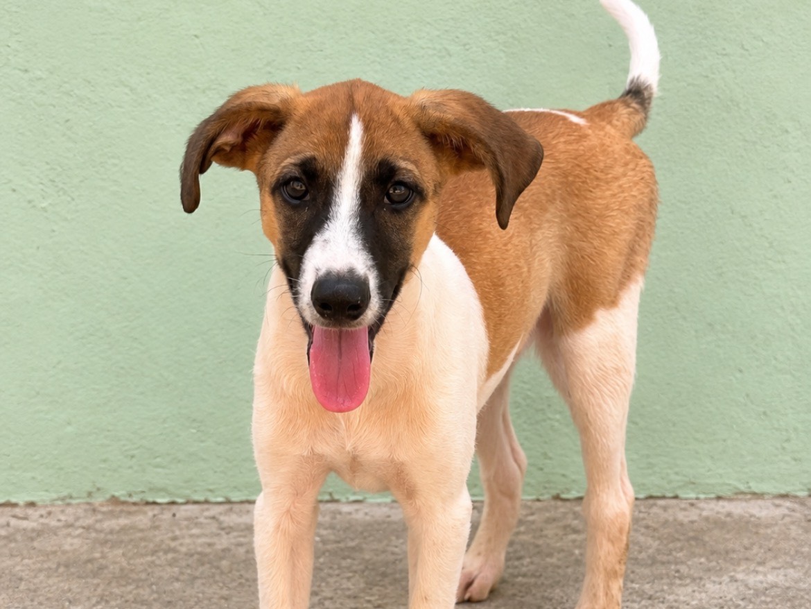 Adotta un cane, maschio, 5 mesi, Sud