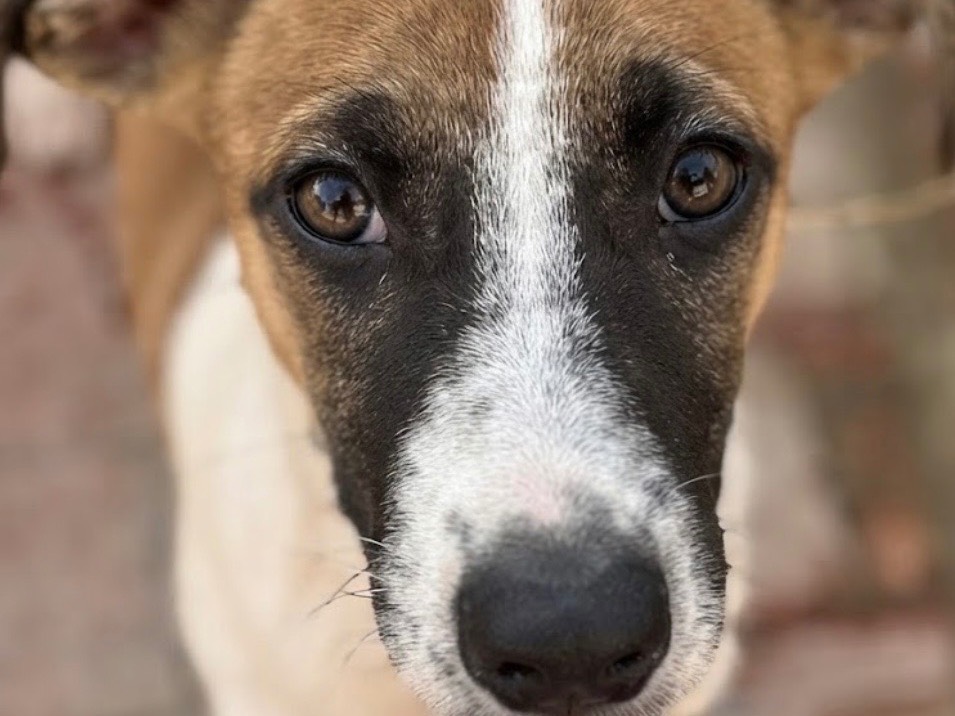 Adotta un cane, taglia media, maschio, Sud