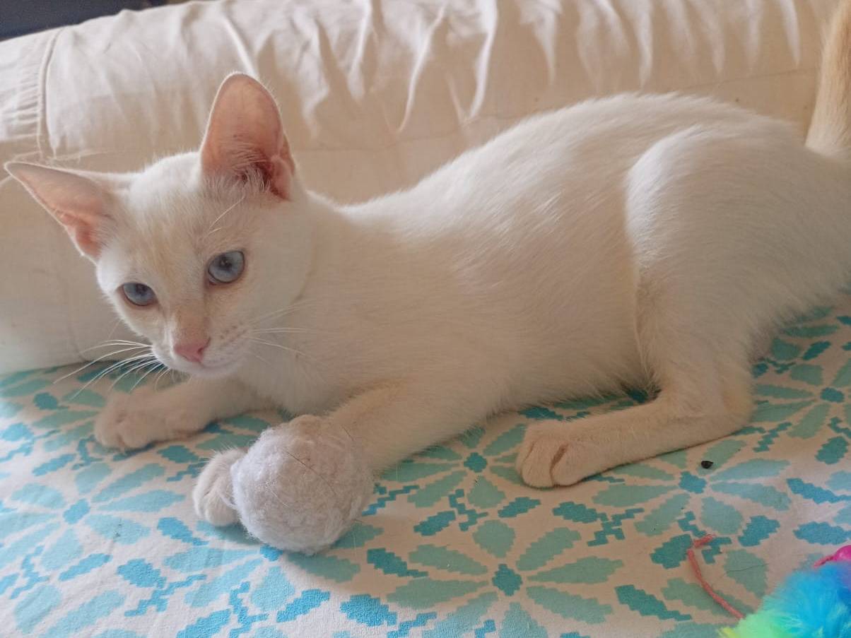 Adotta un gatto, maschio, 4 mesi, Trapani