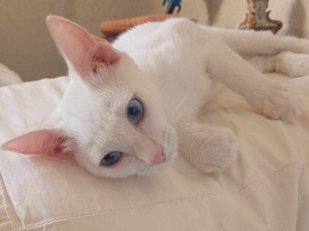 Adotta un gatto, taglia non valida, maschio, Trapani