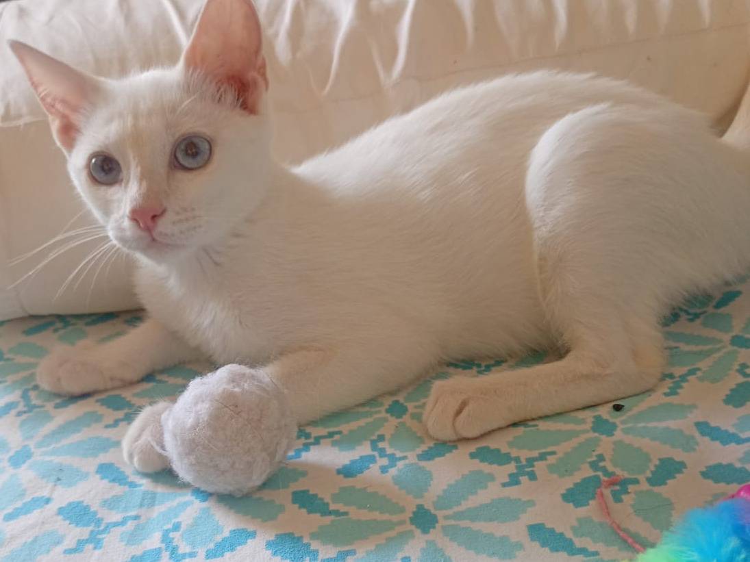 Vuoi adottare un gatto a Trapani?