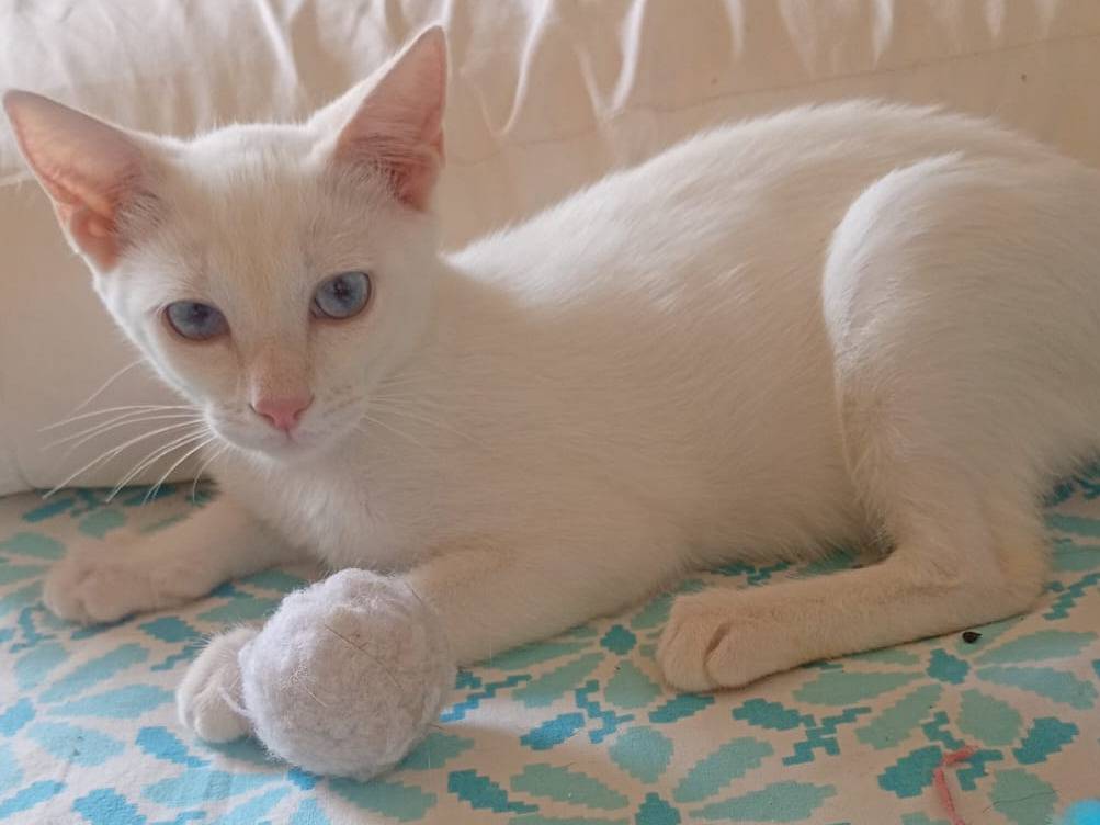 Adozione gatto, maschio, Razza sconosciuta Razza sconosciuta, 4 mesi, taglia non valida, Trapani