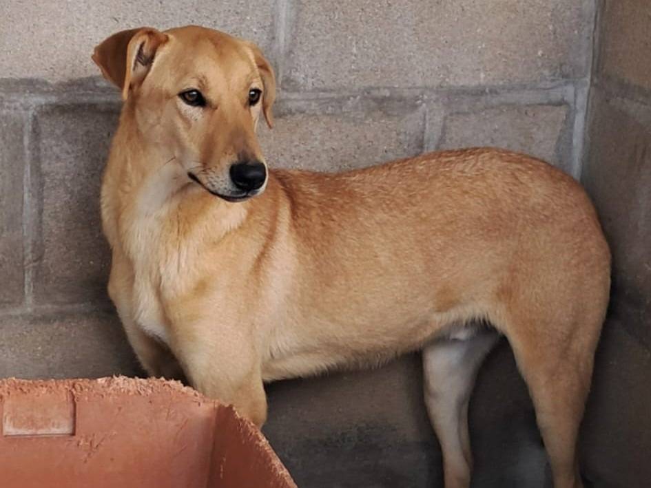 Adotta un cane, taglia media, maschio, Varese