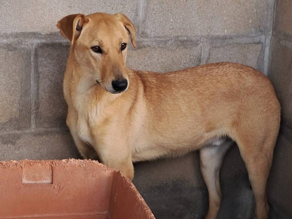 Vuoi adottare un cane a Varese?