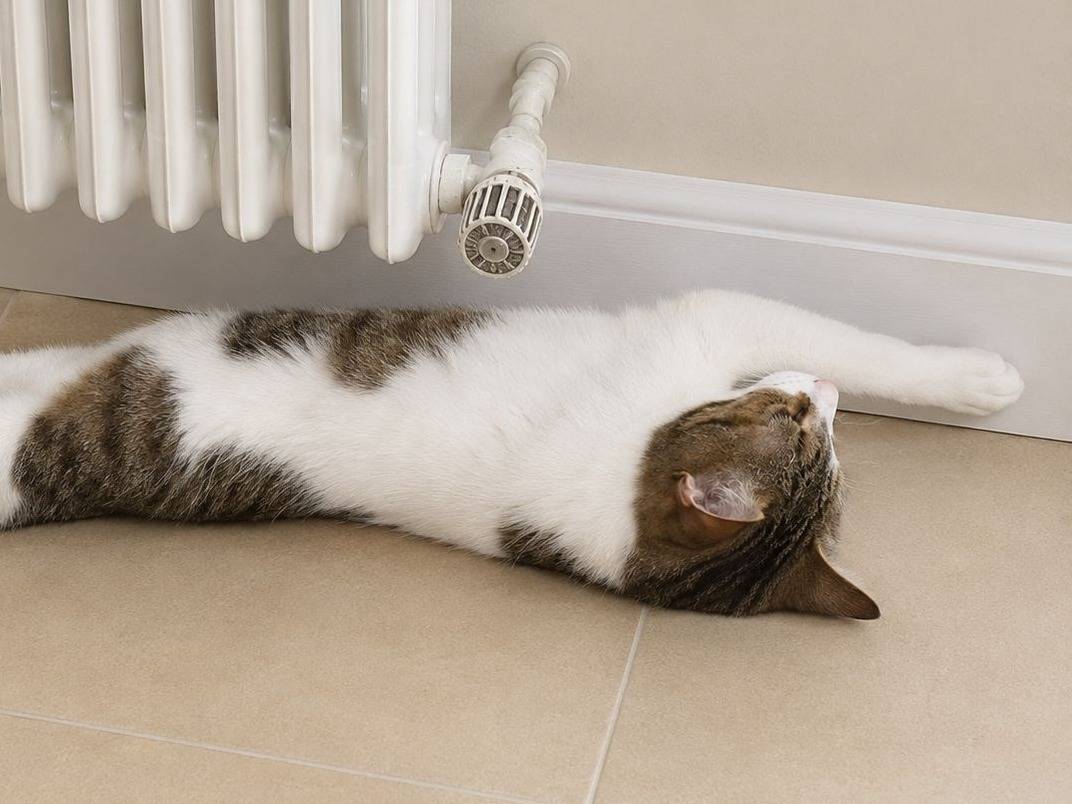 Adotta un gatto, maschio, 11 mesi, Lecco