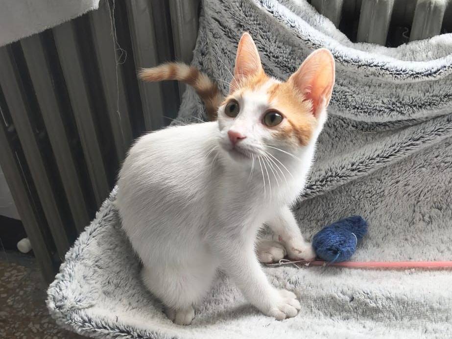 Adotta un gatto, maschio, 5 mesi, Lecco