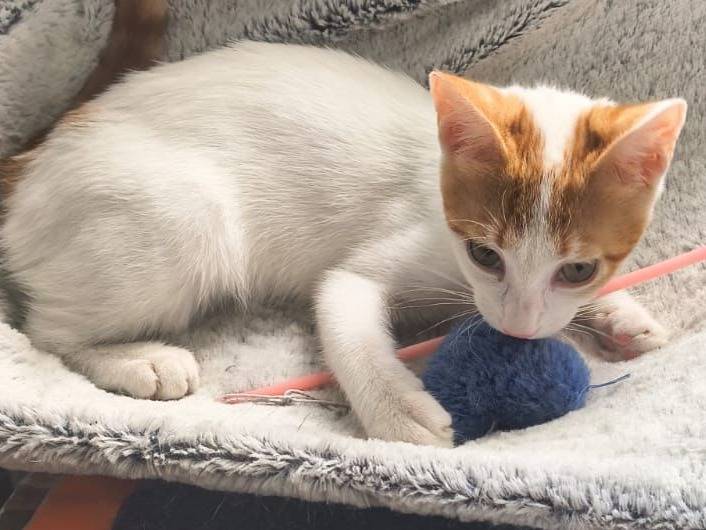 Adotta un gatto, taglia non valida, maschio, Lecco