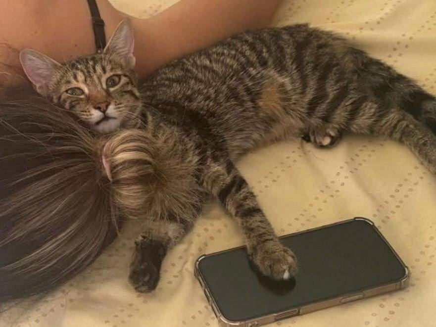 Adozione gatto, femmina, Razza sconosciuta Razza sconosciuta, 11 mesi, taglia non valida, Lecco