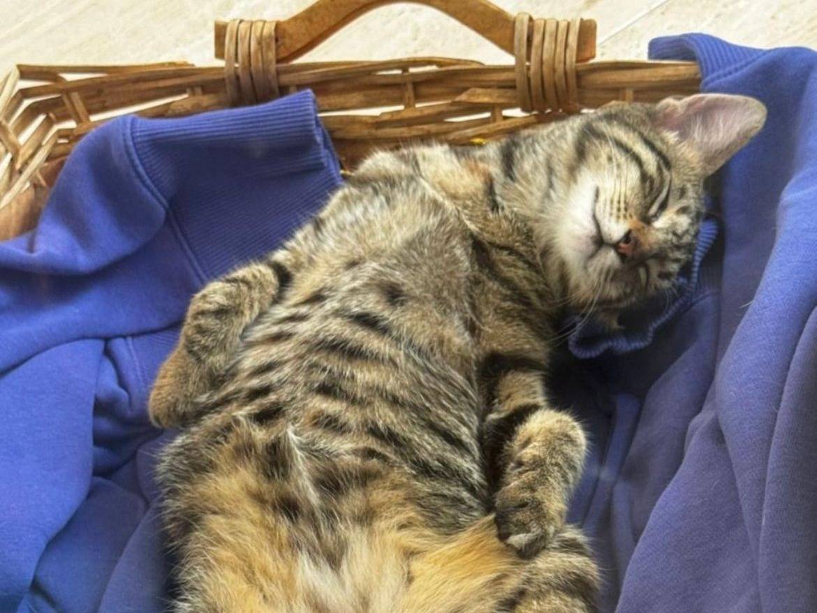 Adotta un gatto, femmina, 11 mesi, Lecco