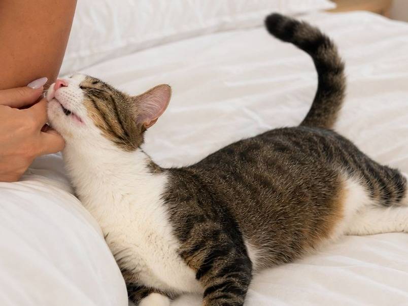 Adotta un gatto, femmina, 1 anno e 3 mesi, Lecco