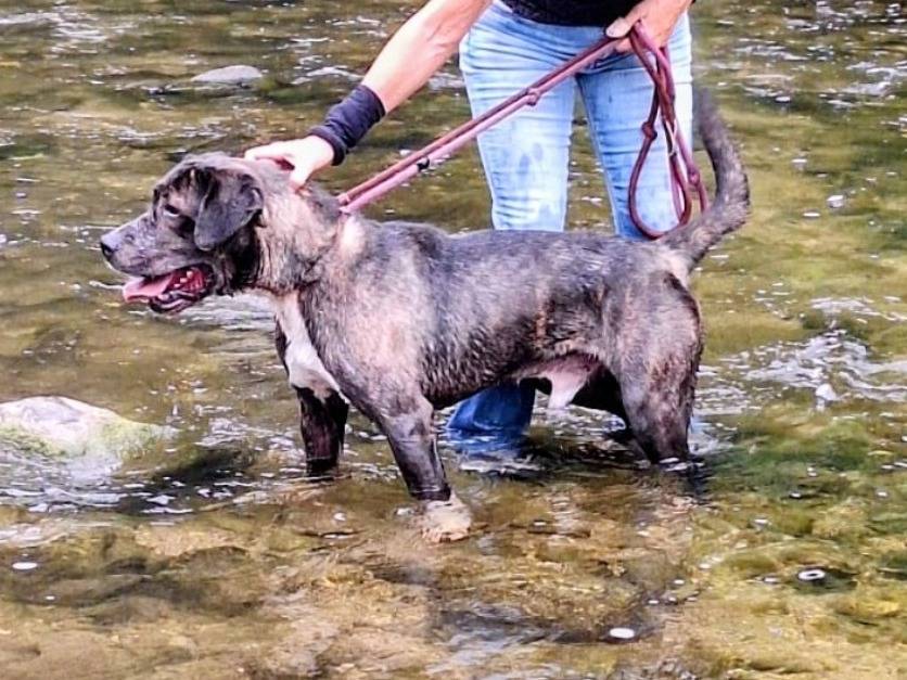 Vuoi adottare un cane a Varese?