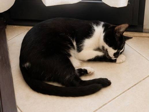 Foto 3 dell'animale