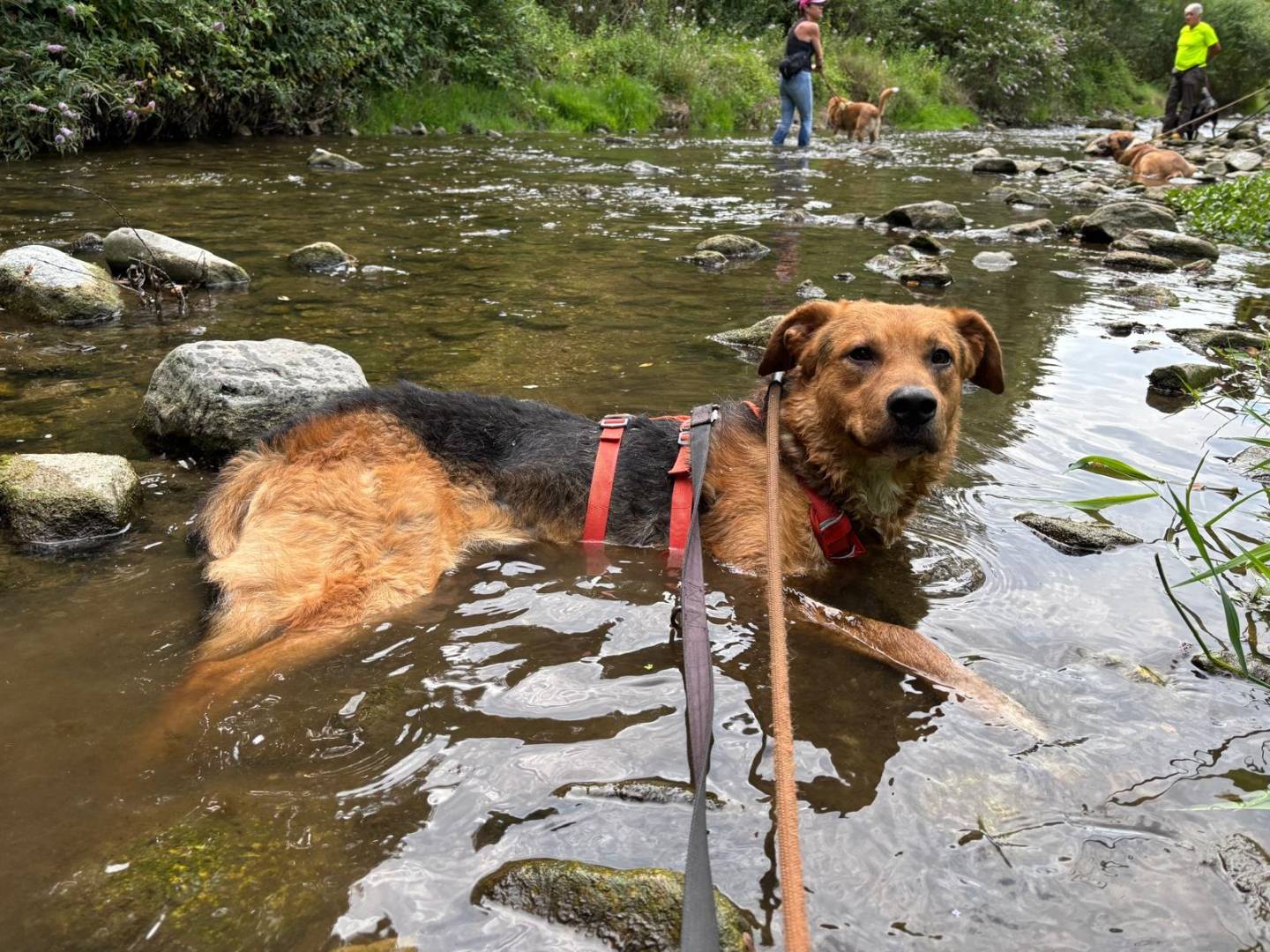 Adotta un cane, maschio, 3 anni e 6 mesi, Varese