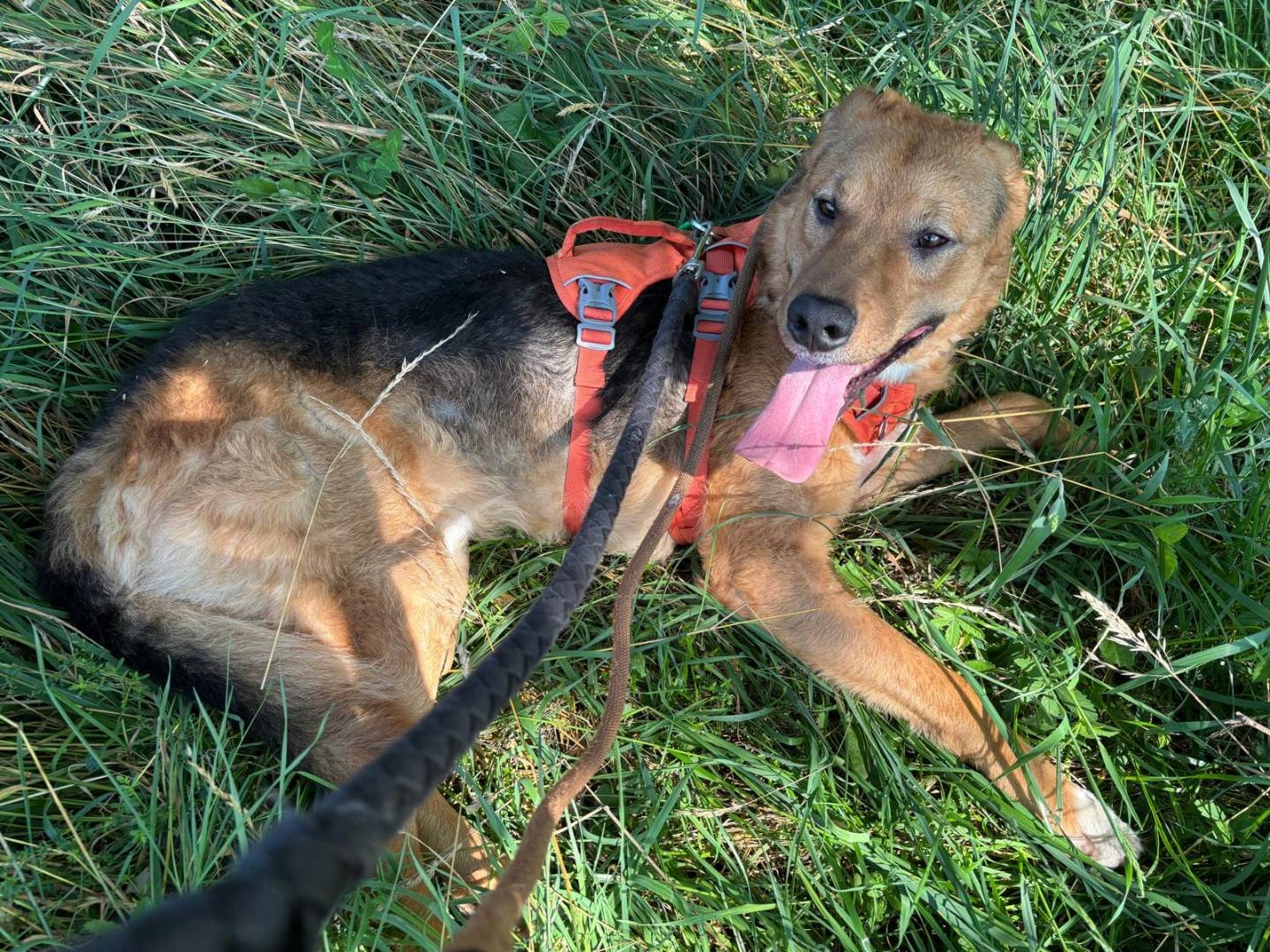 Adotta un cane, taglia media, maschio, Varese