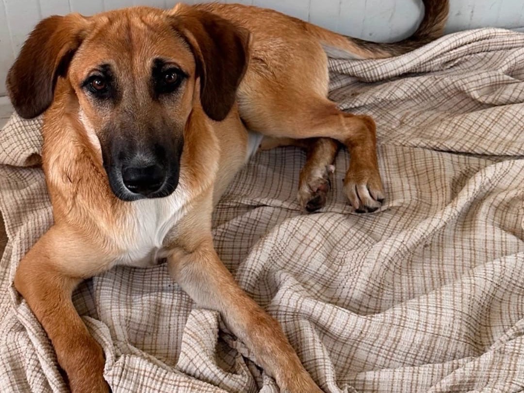 Adozione cane, femmina, Pastore Belga Laekenois Razza sconosciuta, 7 mesi, taglia media, Siracusa