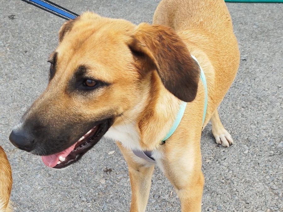 Adotta un cane, femmina, 7 mesi, Siracusa