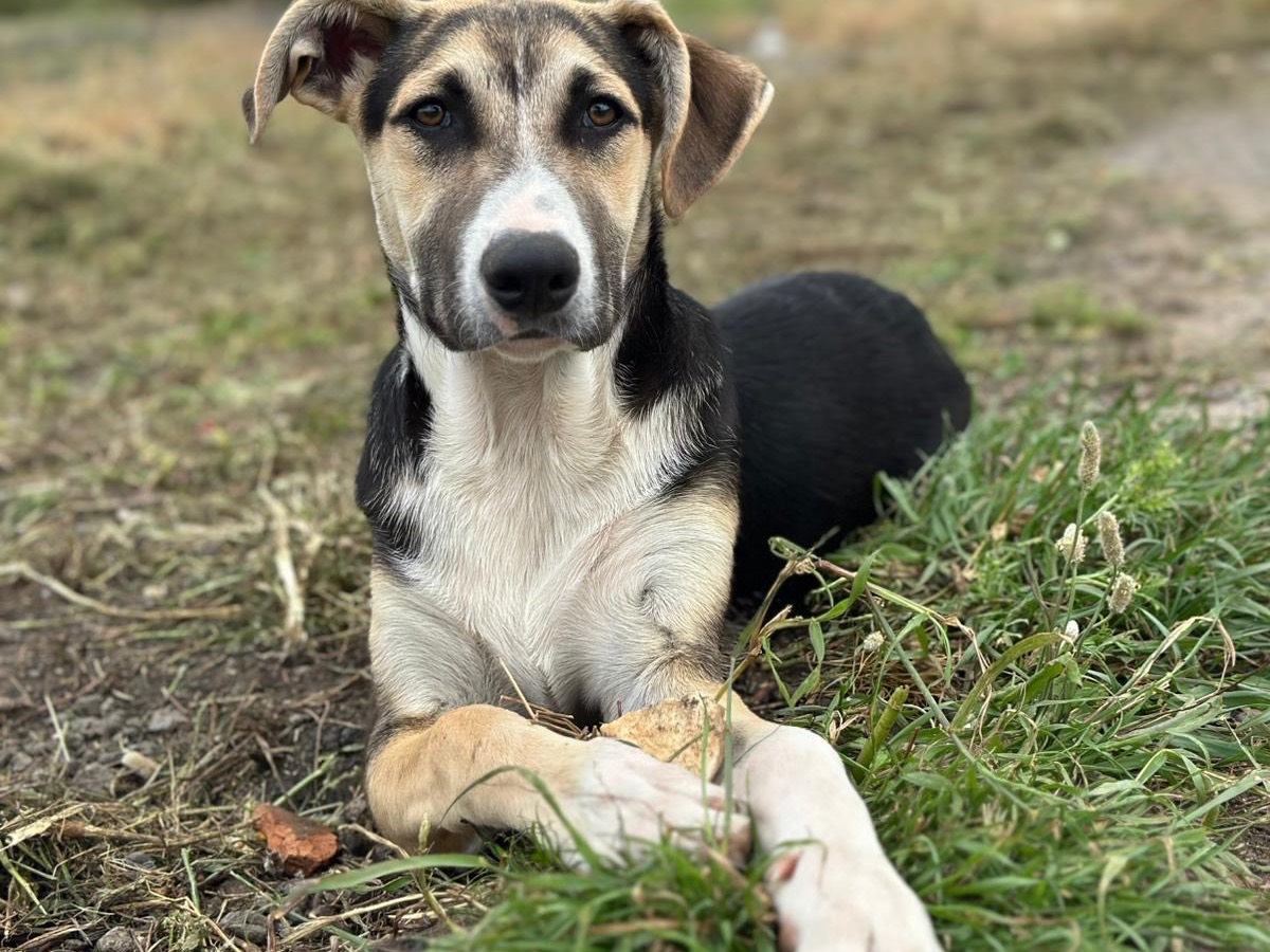 Adozione cane, maschio, Bracco Razza sconosciuta, 7 mesi, taglia media, Siracusa