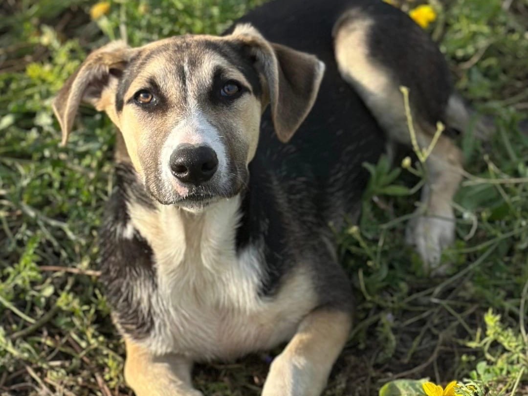 Adotta un cane, maschio, 7 mesi, Siracusa