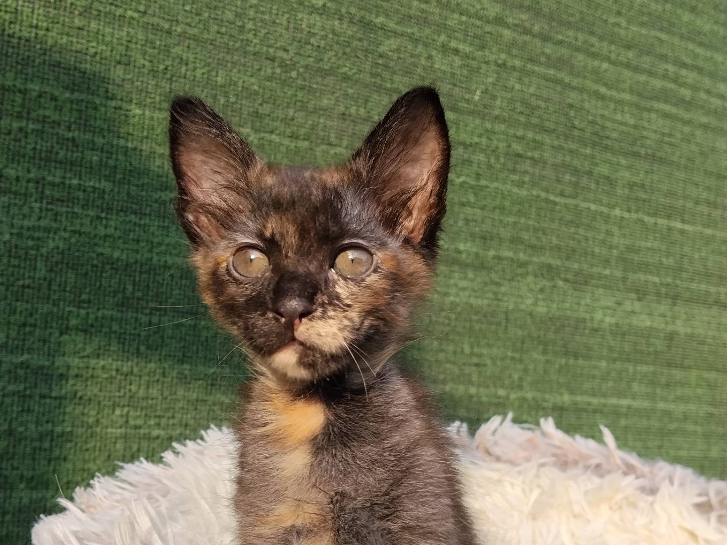 Adotta il gatto Kibo a Catania