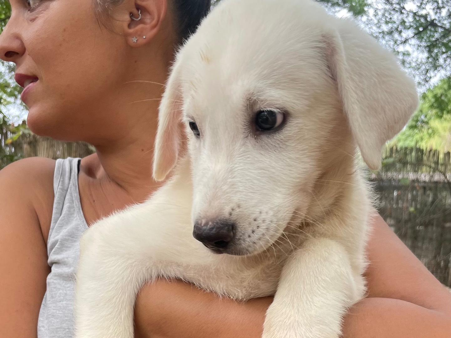 Adozione cane, maschio, Razza sconosciuta Razza sconosciuta, 4 mesi, taglia grande, Latina