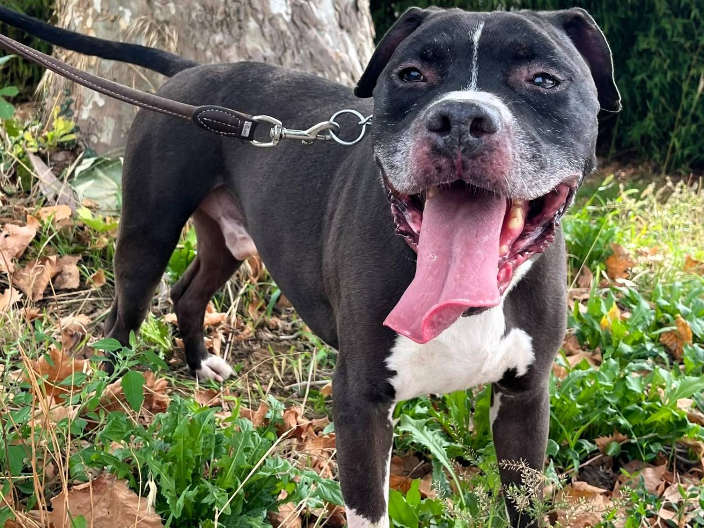 Adozione cane, maschio, Razza sconosciuta Razza sconosciuta, 8 anni e 3 mesi, taglia media, Milano
