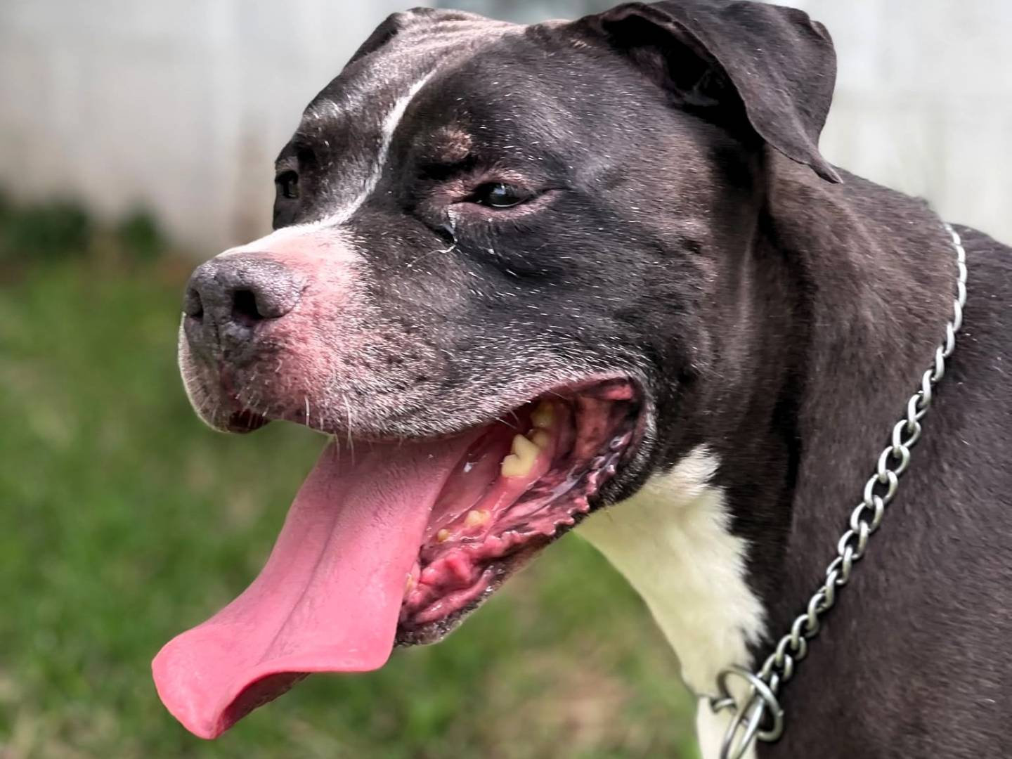 Adotta un cane, maschio, 8 anni e 3 mesi, Milano