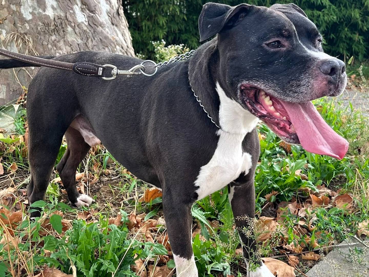 Adotta un cane, taglia media, maschio, Milano
