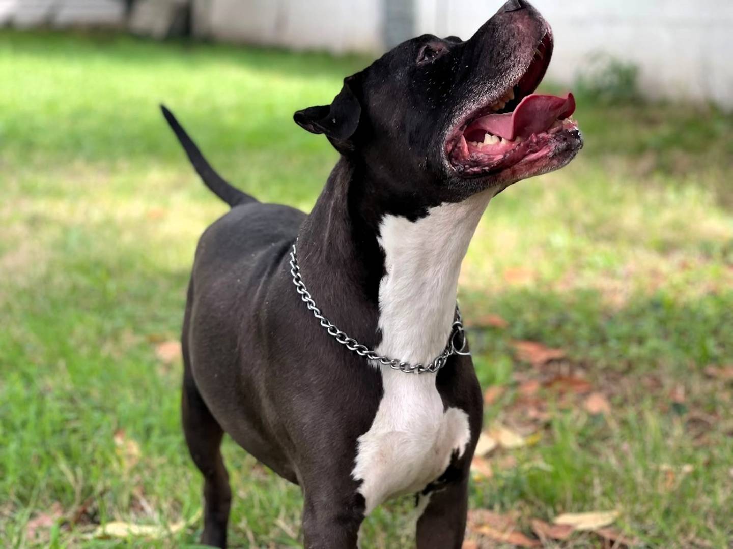Vuoi adottare un cane a Milano?