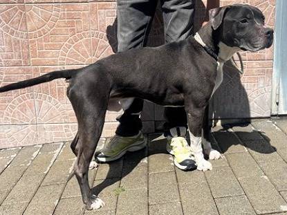 Adotta il cane FLACO a Milano