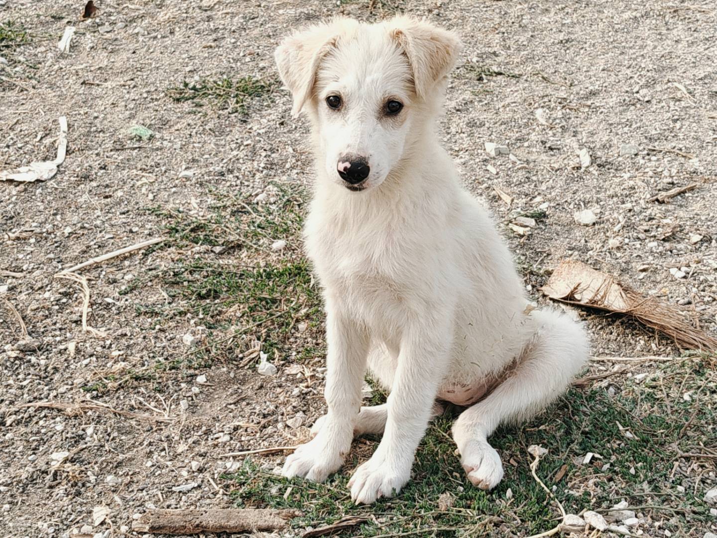 Vuoi adottare un cane a Palermo?