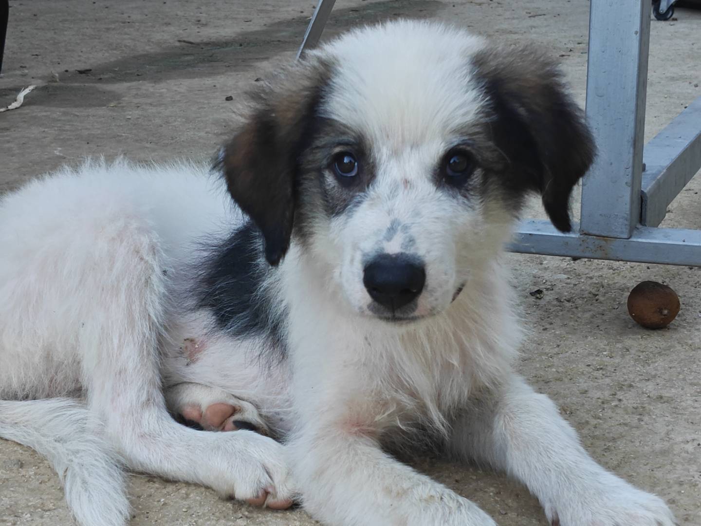 Adotta un cane, taglia media, maschio, Palermo