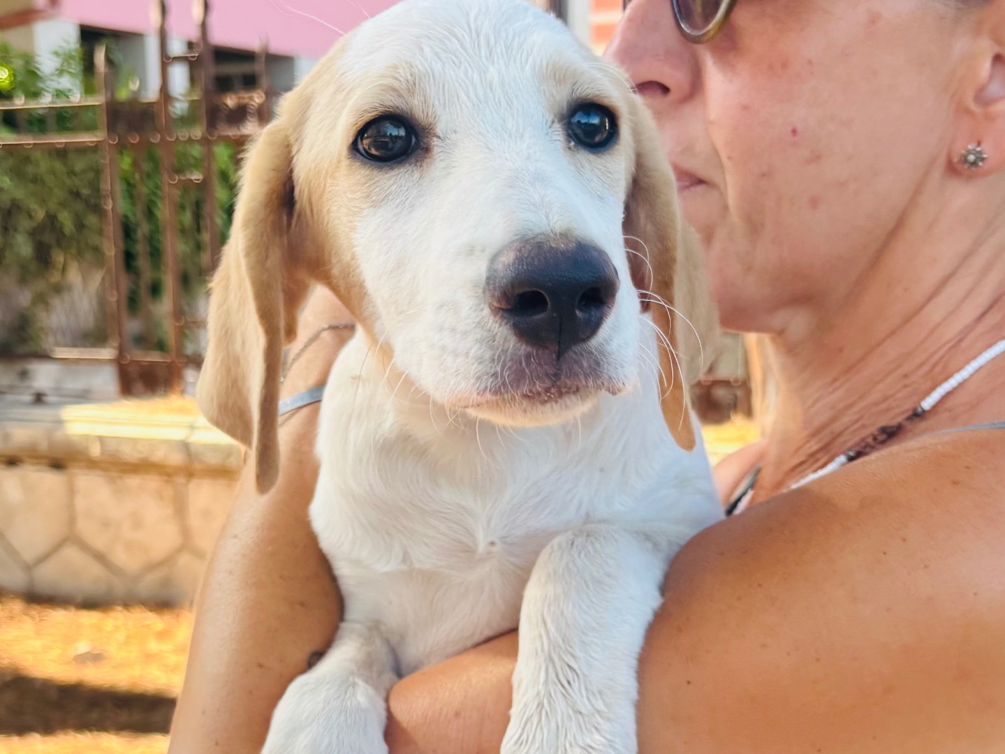 Adozione cane, femmina, Razza sconosciuta Razza sconosciuta, 4 mesi, taglia media, Siracusa