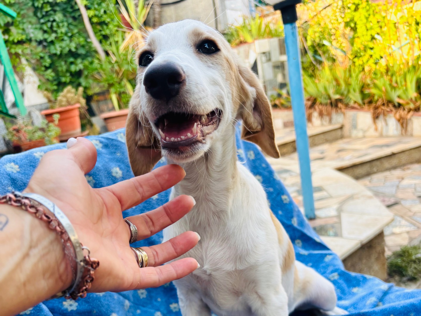 Adotta un cane, femmina, 4 mesi, Siracusa