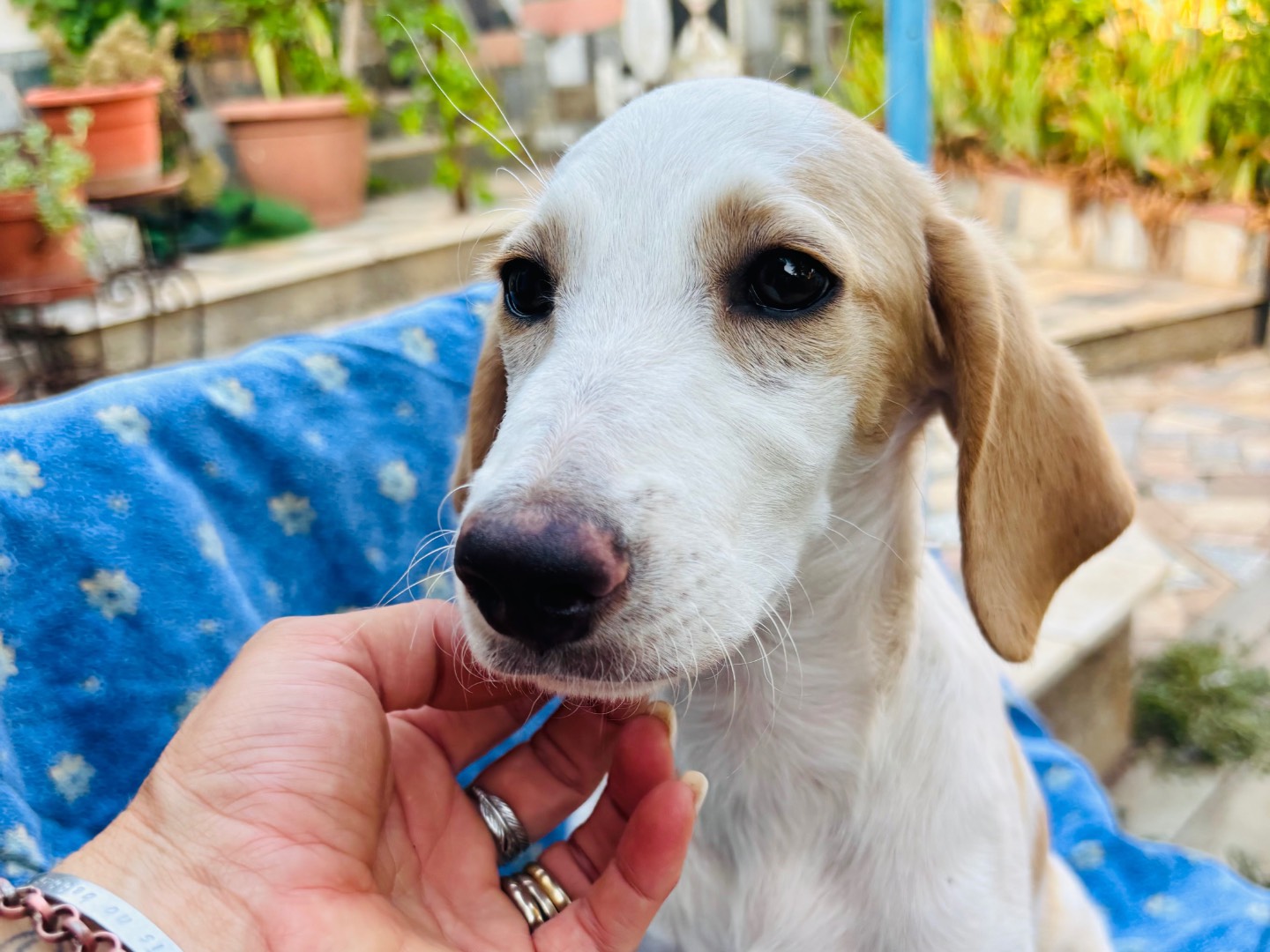 Adotta un cane, taglia media, femmina, Siracusa
