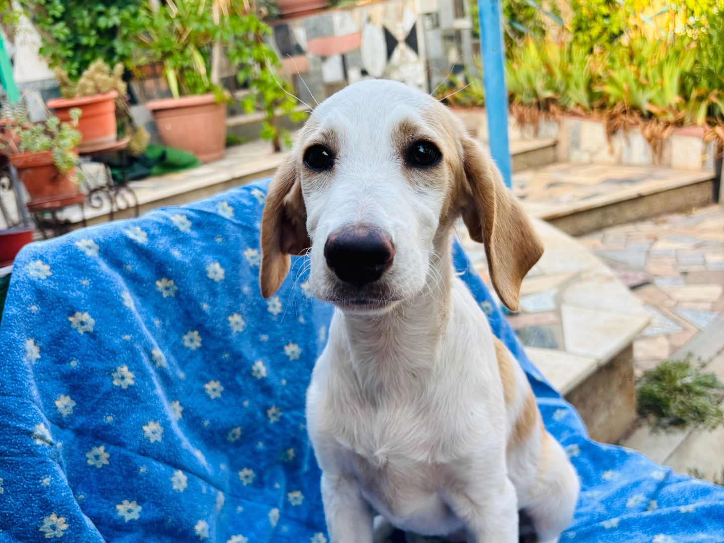 Vuoi adottare un cane a Siracusa?